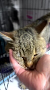 Homeless stray cat inside a cage at an animal shelter waiting for adoption
