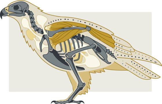 Hawk Bird Skeleton Anatomy.