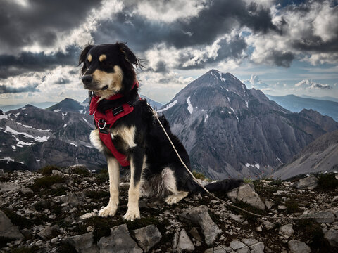 Cane Escursionista scala il Gran Sasso