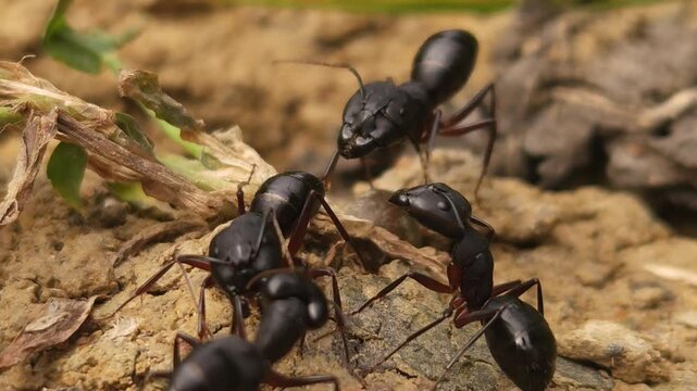 Black Ants Working Together Near Nest Entrance, Macro Close Up of Social Insect Colony, Teamwork and Communication in Natural Habitat, 4K Cinematic Wildlife Stock Footage