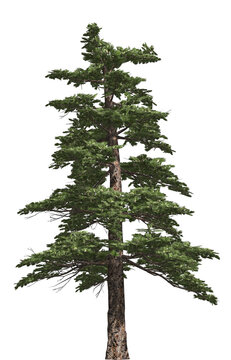 Huangshan Pine 3D Tree with alpha