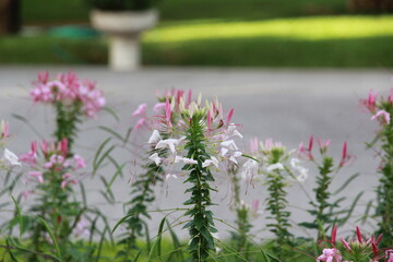 Obraz premium A variety of brightly colored flowers in the park, a natural beauty.