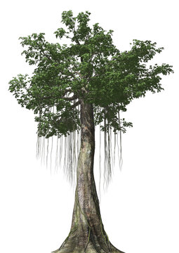 Kapok 3D Tree with alpha