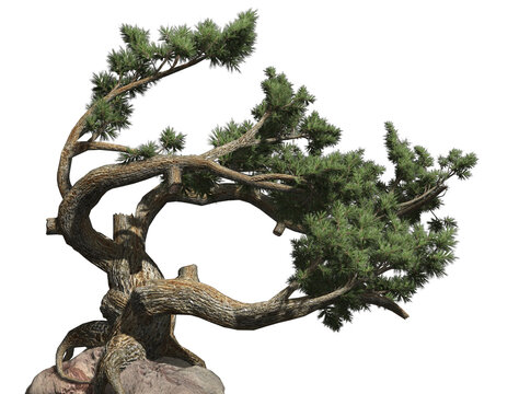 Jeffrey Pine 3D Tree with alpha