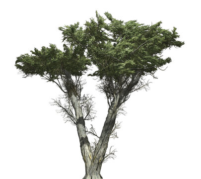 Monterey Cypress 3D Tree with alpha