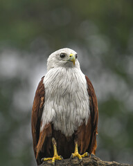 Fototapeta premium Brahminy Kite