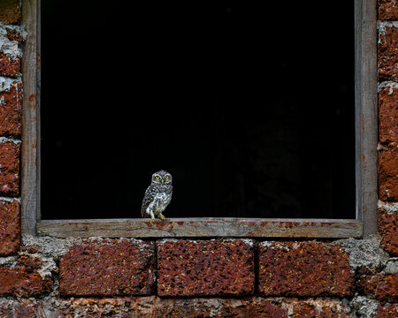Spotted Owlet