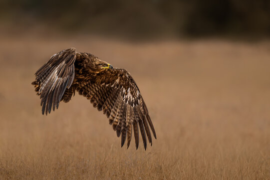 Steppe Eagle