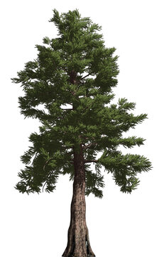  Western Red Cedar 3D Tree with alpha