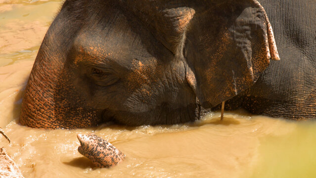 Close Up of Asian Elephant Submerged in Muddy Water in Phuket