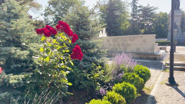Vibrant red roses bloom beautifully in a sunny park flowerbed in Simferopol, Crimea. The colorful scene fills the heart with pure joy and peaceful wonder. Lush green trees surround a fountain.