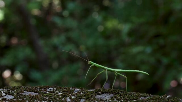 Stick insect