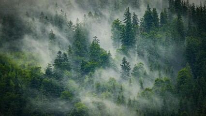 Atmospheric Forest Mist Mountain Landscape Nature Photography © rijalul_rokhima