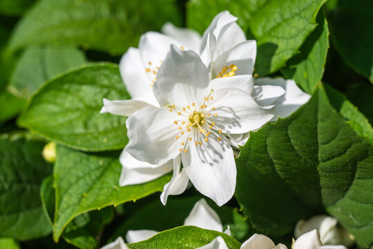 fragrant white mock orange (Philadelphus) flowers blooming on a green shrub 