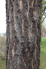 Fototapeta premium Pitch Pine Bark Texture Background Close Up