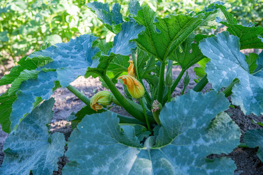 A vibrant green zucchini plant featuring large textured leaves and budding yellow blossoms growing in an outdoor garden bed.