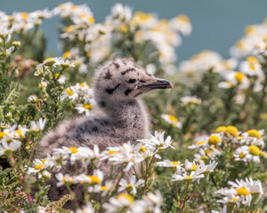 Gull chick in a field of flowers © Colin