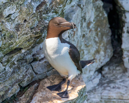 Razorbill