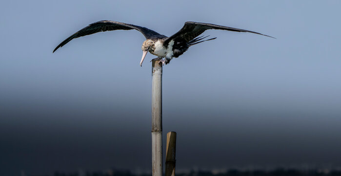 Frigatebird Landing on Bamboo. A majestic seabird arches its massive wings, balancing on a single pole. Dramatic minimalist fine art nature story for premium creative ads
