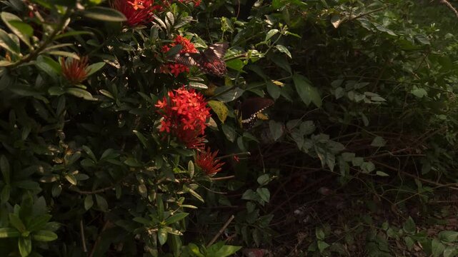 Two swallowtail butterflies flying and hovering around vibrant red Ixora flowers in tropical garden. Graceful butterfly flight, nectar foraging, natural pollination behavior in warm sunlight.