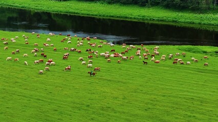 Obraz premium Herd of cows grazing on lush green grass beside a flowing river during summer season