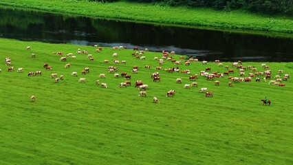 Obraz premium Herd of grazing cattle scattered across lush green pasture near a calm riverbank under a clear sky