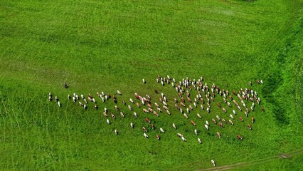Obraz premium Herd of cattle grazing on lush green pasture under bright sunlight reflecting off grass