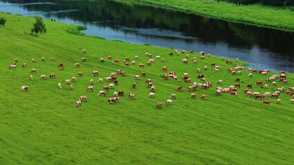 Obraz premium Cattle grazing on lush green pasture beside a calm river during sunny weather