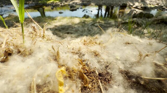 White poplar fluff blankets the damp ground near a calm stream in Simferopol, Crimea. This soft, snowy layer brings a peaceful and seasonal feeling to the quiet, natural landscape.