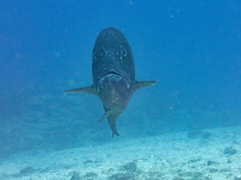 Giant trevally