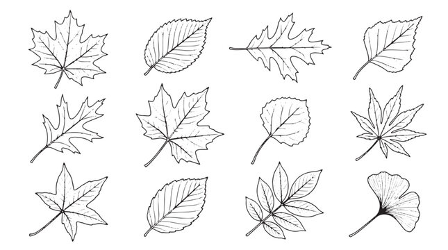 Hand drawn autumn leaves line art, 12 botanical leaf sketches in black ink, minimalist fall foliage vector set for seasonal branding and coloring
