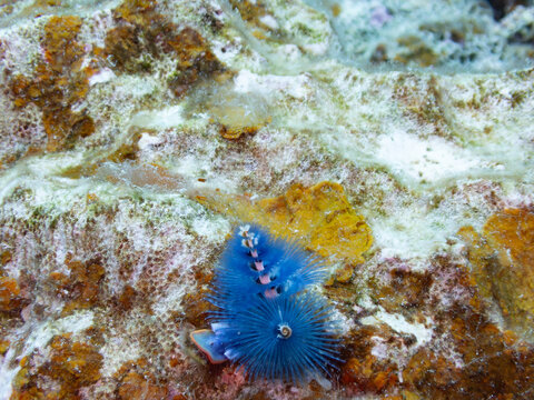 Christmastree worm