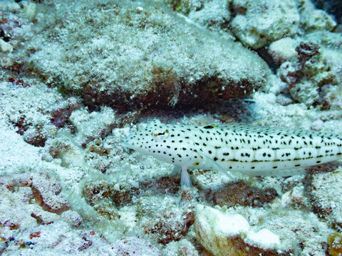 Speckled sandperch