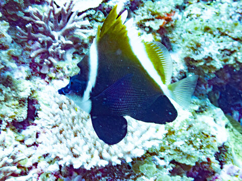 Horned bannerfish