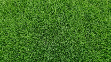 Fototapeta premium Vibrant green grass texture background for design and decoration purposes