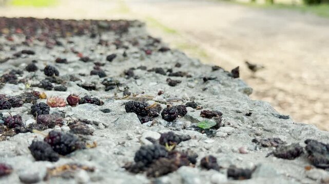 Ripe, fallen mulberries lie scattered on the ground in Simferopol, Crimea. This scene of dropped fruit creates a nostalgic and rustic feeling of summer abundance along the park path.