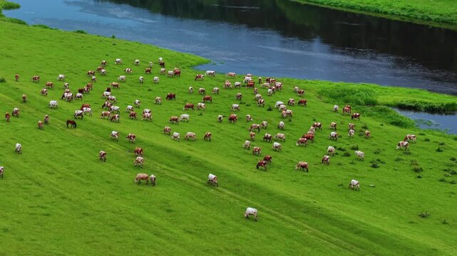 Herd of cattle grazing on lush green grass beside a calm river under clear blue skies