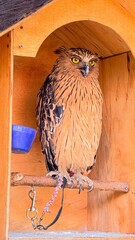 Obraz premium owl in the cage
