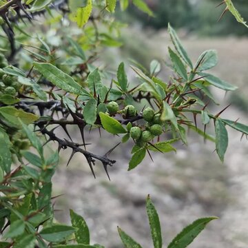 Toothache, Zanthoxylum armatum, Chinese Sichuan Pepper or prickly Ash plant and seed heads