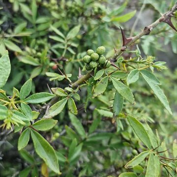 Toothache, Zanthoxylum armatum, Chinese Sichuan Pepper or prickly Ash plant and seed heads