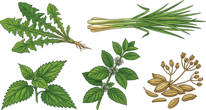 Botanical medicinal herbs and seeds illustration set featuring dandelion lemongrass stinging nettle peppermint and fennel for holistic wellness tea packaging