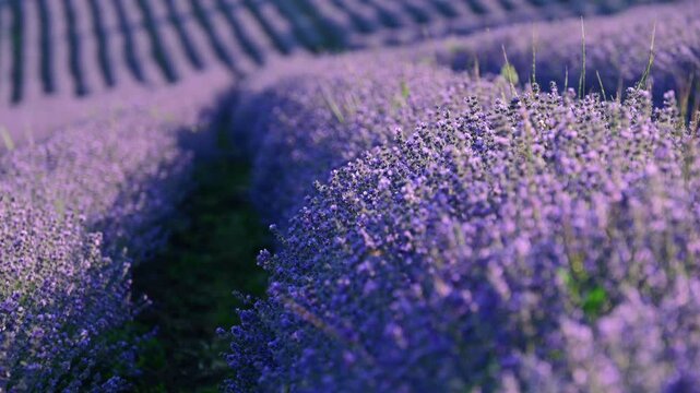 Purple lavender blooming in rows across a vast agricultural field under summer sun