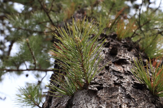 Low Angle View of Rigida Pine Trunk and Needles
