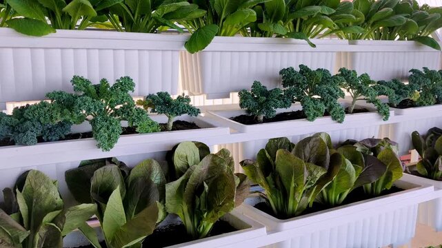 modern indoor hydroponic garden with kale and lettuce