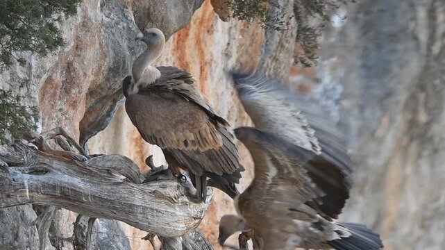 Griffon Vulture (Gyps fulvus), Crete