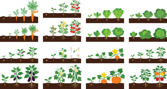 Vegetable Growth Stages and Root Development Collection with Carrots, Tomatoes, Lettuce, and Pumpkins Illustration