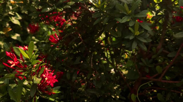 Swallowtail butterfly flying and hovering around vibrant red Ixora flowers in tropical garden. Graceful butterfly flight, nectar foraging, natural pollination behavior in warm sunlight.
