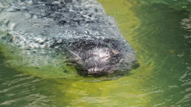 Spotted seal swims in green water, showing its head above and below the surface on a bright day