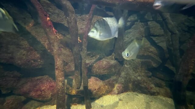 Spotted scat fish swimming around decorative rocks in aquarium