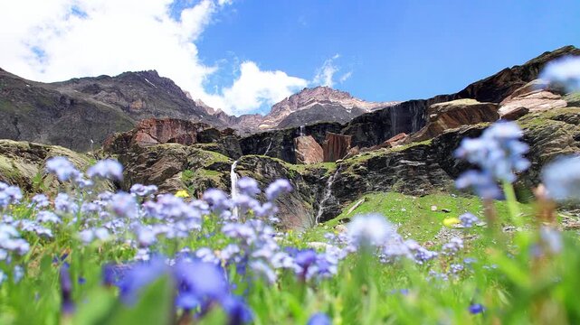 Alps landscape with waterfalls and flowering meadow,  Valmalenco panorama, Italy